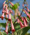 Garden Flowers Cape Fuchsia, Phygelius capensis pink Photo