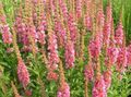 pink Flower Purple Loosestrife, Wand Loosestrife Photo and characteristics