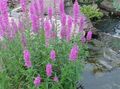 lilac Flower Purple Loosestrife, Wand Loosestrife Photo and characteristics