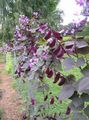 Garden Flowers Ruby Glow Hyacinth Bean, Dolichos lablab, Lablab purpureus lilac Photo