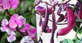 Garden Flowers Ruby Glow Hyacinth Bean, Dolichos lablab, Lablab purpureus pink Photo