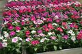 Garden Flowers Rose Periwinkle, Cayenne Jasmine, Madagascar Periwinkle, Old Maid, Vinca, Catharanthus roseus = Vinca rosea pink Photo