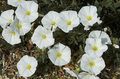 white Flower Ground Morning Glory, Bush Morning Glory, Silverbush Photo and characteristics