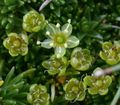Garden Flowers Sandwort, Minuartia green Photo
