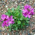 Garden Flowers Rock cress, Arabis pink Photo