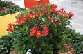 Garden Flowers Alstroemeria, Peruvian Lily, Lily of the Incas red Photo