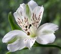 Garden Flowers Alstroemeria, Peruvian Lily, Lily of the Incas white Photo