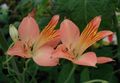 Garden Flowers Alstroemeria, Peruvian Lily, Lily of the Incas pink Photo