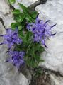 gaiši zils Zieds Horned Rampion Foto un raksturlielumi