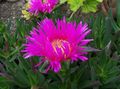 Garden Flowers Ice Plant, Mesembryanthemum crystallinum pink Photo