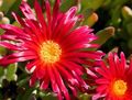 I fiori da giardino Impianto Di Ghiaccio, Mesembryanthemum crystallinum rosso foto