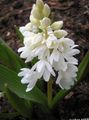blanc Fleur Scille Rayé, Congère, Stardrift Début Photo et les caractéristiques
