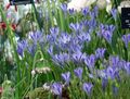 bleu ciel Fleur Triteleia, L'herbe Écrou, Ithuriel De Lance, Wally Panier Photo et les caractéristiques