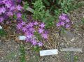 Garden Flowers Triteleia, Grass Nut, Ithuriel's Spear, Wally Basket lilac Photo