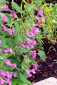 pink Flower Lesser calamint Photo and characteristics