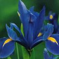 blau Blume Niederländisch Iris, Iris Spanisch Foto und Merkmale