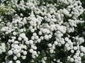 white  Sneezewort, Sneezeweed, Brideflower Photo and characteristics
