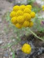 Garden Flowers Yellow Ageratum, Golden Ageratum, African Daisy, Lonas annua yellow Photo