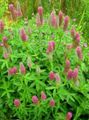 Garden Flowers Red Feathered Clover, Ornamental Clover, Red Trefoil, Trifolium rubens pink Photo
