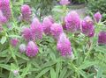 Garden Flowers Red Feathered Clover, Ornamental Clover, Red Trefoil, Trifolium rubens lilac Photo