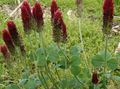 burgundy Flower Red Feathered Clover, Ornamental Clover, Red Trefoil Photo and characteristics