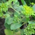 green Flower Hare's Ear, Roundleaf Thorow Wax, Thoroughwax Photo and characteristics