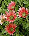 red Flower Cape Daisy, Monarch of the Veldt Photo and characteristics