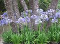 bleu ciel Fleur Lily Of The Nile, Lis Africain Photo et les caractéristiques