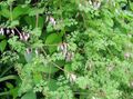 pink Flower Allegheny Vine, Climbing Fumitory, Mountain Fringe Photo and characteristics