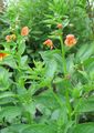 orange  Mask flower Photo and characteristics