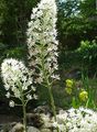 Garden Flowers Fly Poison, Amianthium muscaetoxicum white Photo