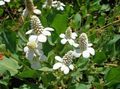 Gartenblumen Yerba Mansa, Falsche Anemone, Eidechsenschwanz, Anemopsis californica weiß Foto