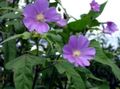 Garden Flowers Snowcup, Spurred Anoda, Wild Cotton, Anoda cristata lilac Photo