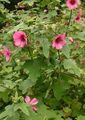 Gartenblumen Snowcup, Spornte Anoda, Wilde Baumwolle, Anoda cristata rosa Foto