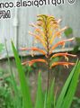 Garden Flowers Pennants, African Cornflag, Cobra Lily, Chasmanthe (Antholyza) red Photo
