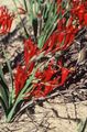  Pavian Blume, Babiana, Gladiolus strictus, Ixia plicata rot Foto