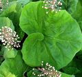 pink Flower Butterbur Photo and characteristics