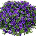 Garden Flowers Calibrachoa, Million Bells blue Photo