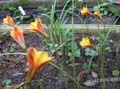Garden Flowers Rain Lily, Habranthus orange Photo