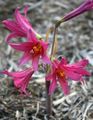 pink Flower Oxblood lily, schoolhouse lily Photo and characteristics