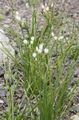 white Flower False Garlic Photo and characteristics