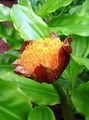 Gartenblumen Fackellilie, Blutlilie, Pinsel Lilie, Fußball-Lilie, Powderpuff Lilie, Feuerball Lilie, Scadoxus orange Foto