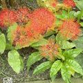 Garden Flowers Torch Lily, Blood Lily, Paintbrush Lily, Football Lily, Powderpuff Lily, Fireball Lily, Scadoxus red Photo
