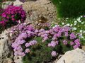 Gartenblumen Sea ​​Thrift, Armeria  juniperifolia rosa Foto