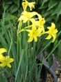 Garden Flowers Peruvian Daffodil, Perfumed Fairy Lily, Delicate Lily, Chlidanthus fragrans yellow Photo