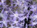 Garden Flowers Glory Of The Sun, Leucocoryne light blue Photo