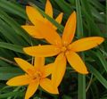 orange  Fleur De Paon Peint, Étoiles De Paon Photo et les caractéristiques