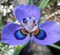 浅蓝 花 Moraea 照 和 特点