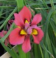 red Flower Moraea Photo and characteristics