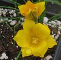 jaune Fleur Romulea Photo et les caractéristiques